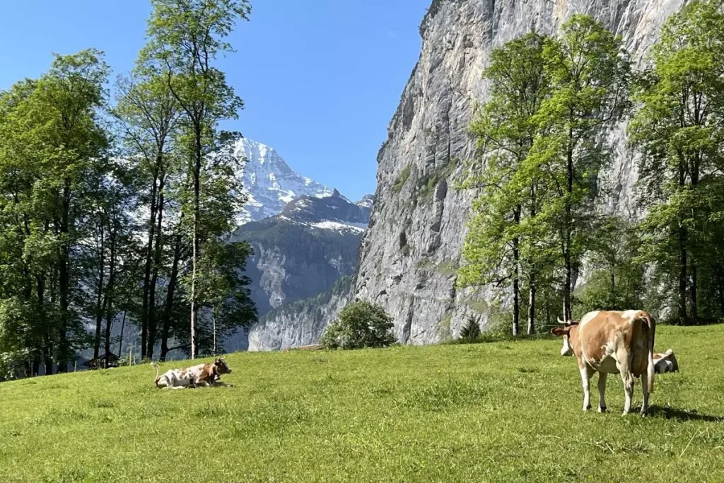 Lauterbrunnen Valley Swiss Cows Switzerland